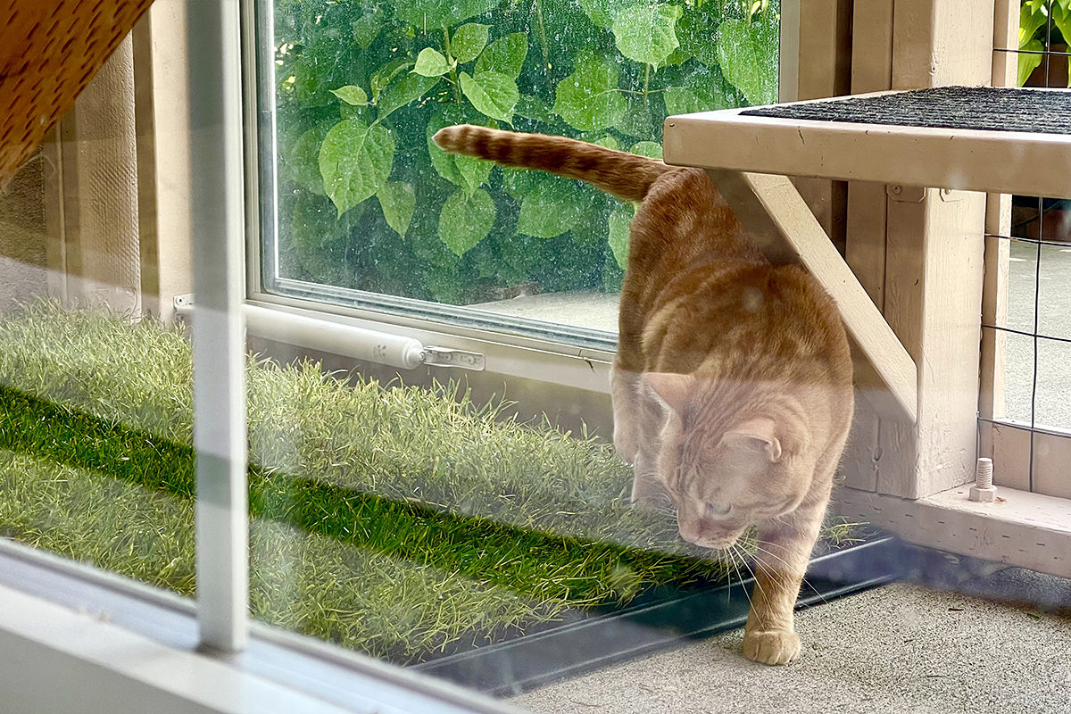 Jenny investigates the new patch of grass in the catio.