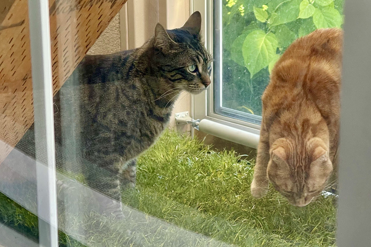 Jake and Jenny exploring the grass patch.