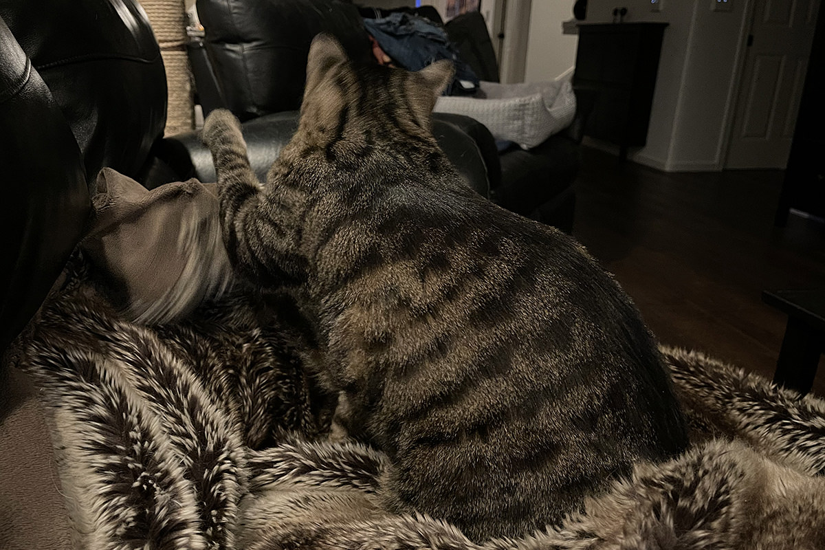 Jake furiously pawing at his fuzzy blanket.