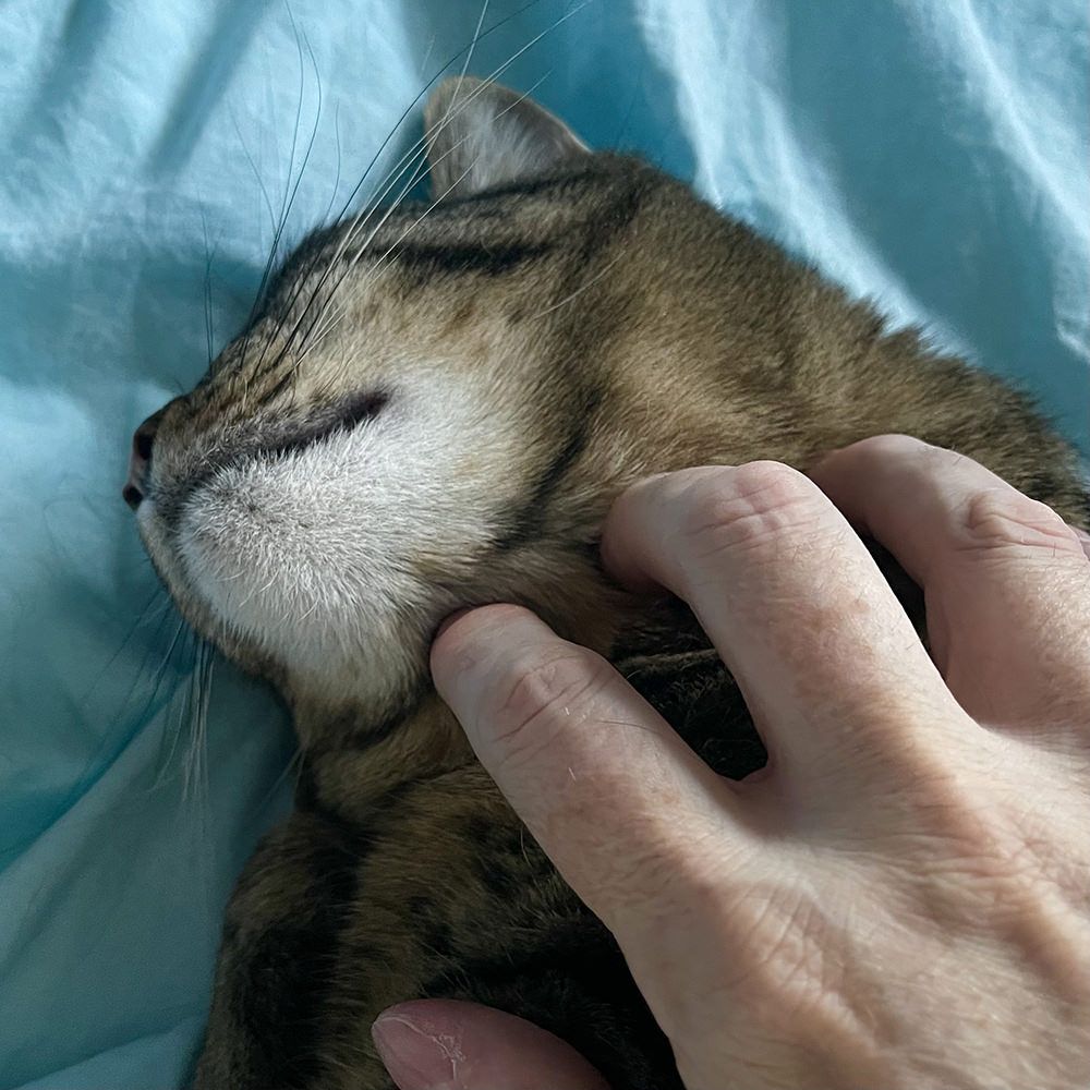 Jake flopped down on the bed getting scratches!