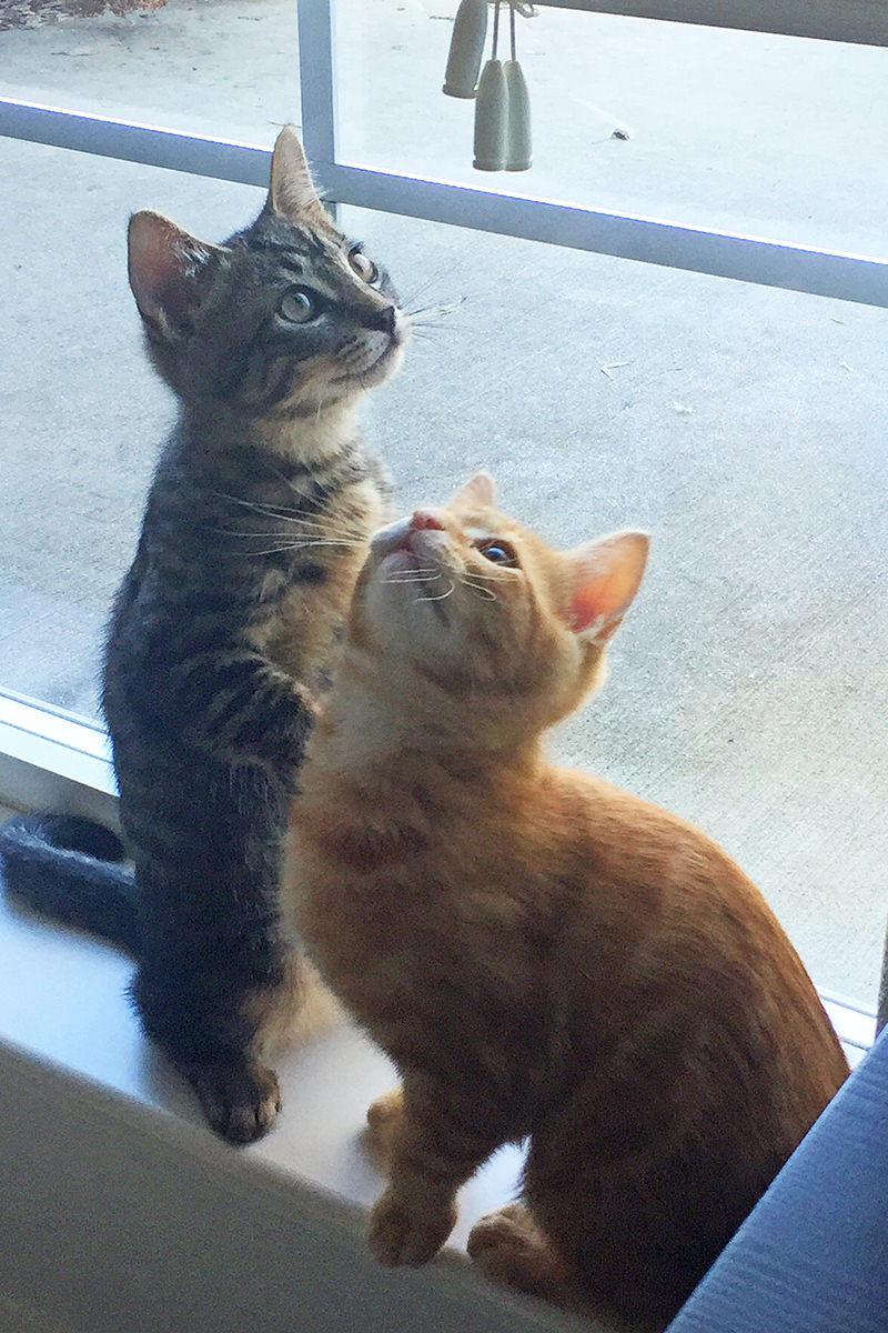 Jake and Jenny as babies in the window sill looking at the shade pull.