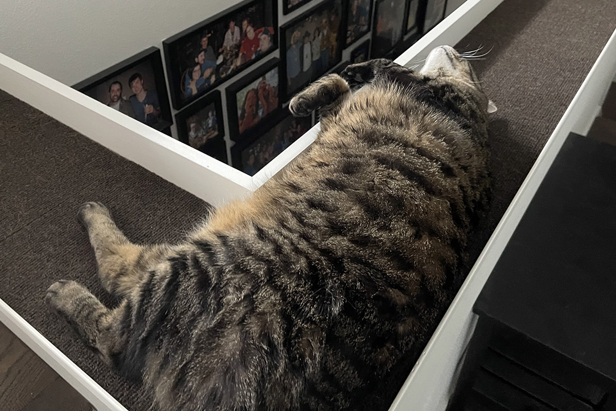 Jake laying on the banister ledge I built for him.