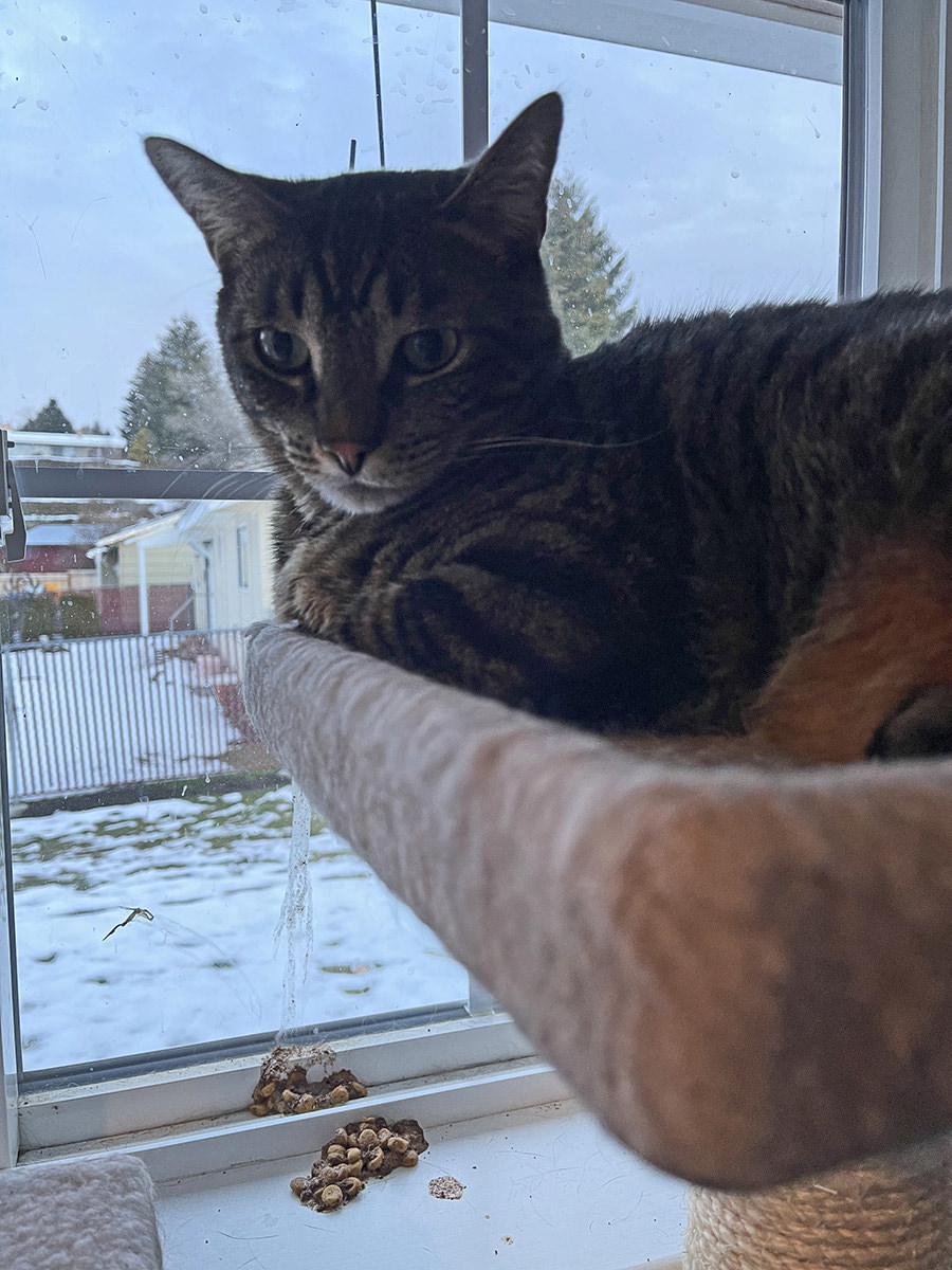 Jake sitting in the cat tree where cat puke is running down the window.