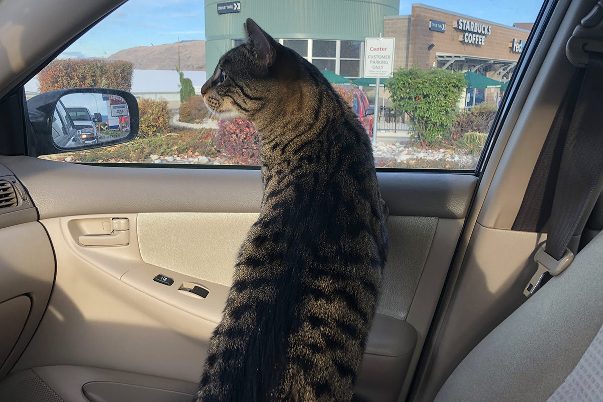 Jake looking out the passenger side window as we drive home from the vet.
