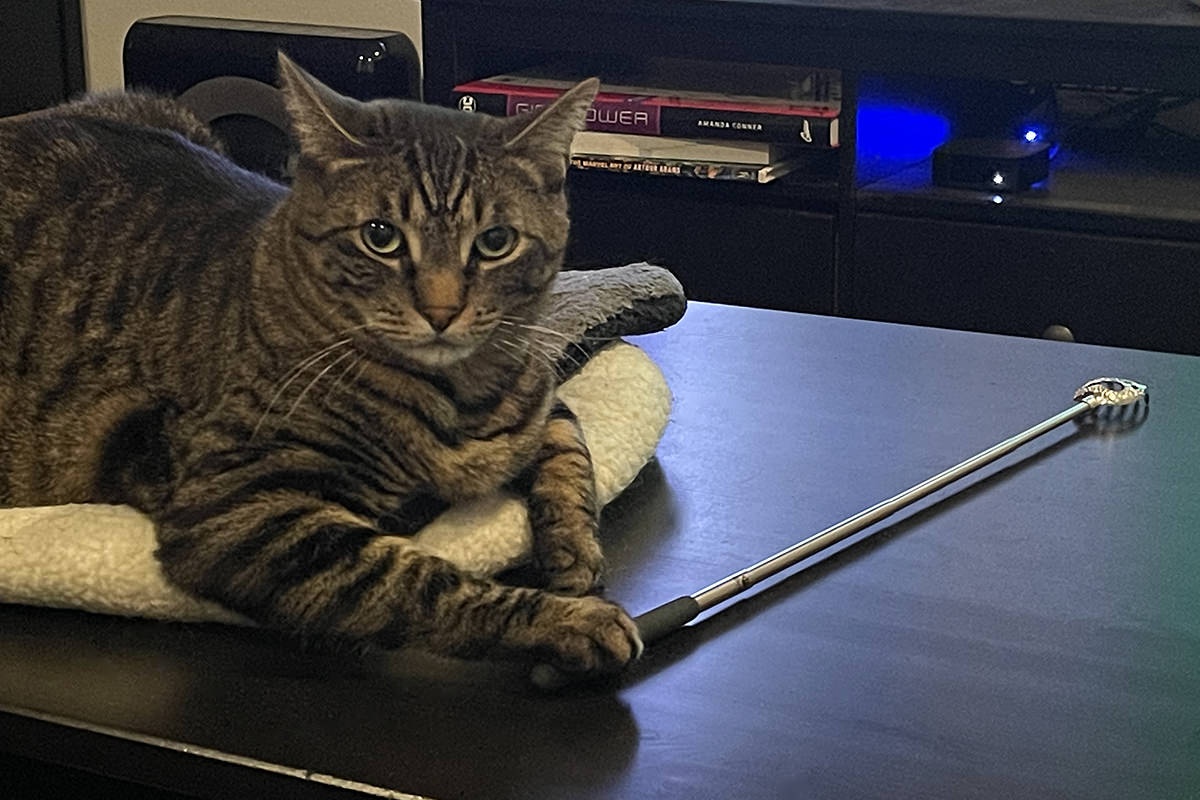 Jake sitting in a cat bed on the coffee table with one paw resting on the handle of a back scratcher.