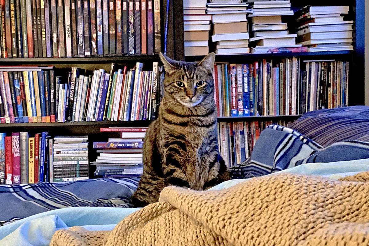 Jake at the end of my bed staring at me.