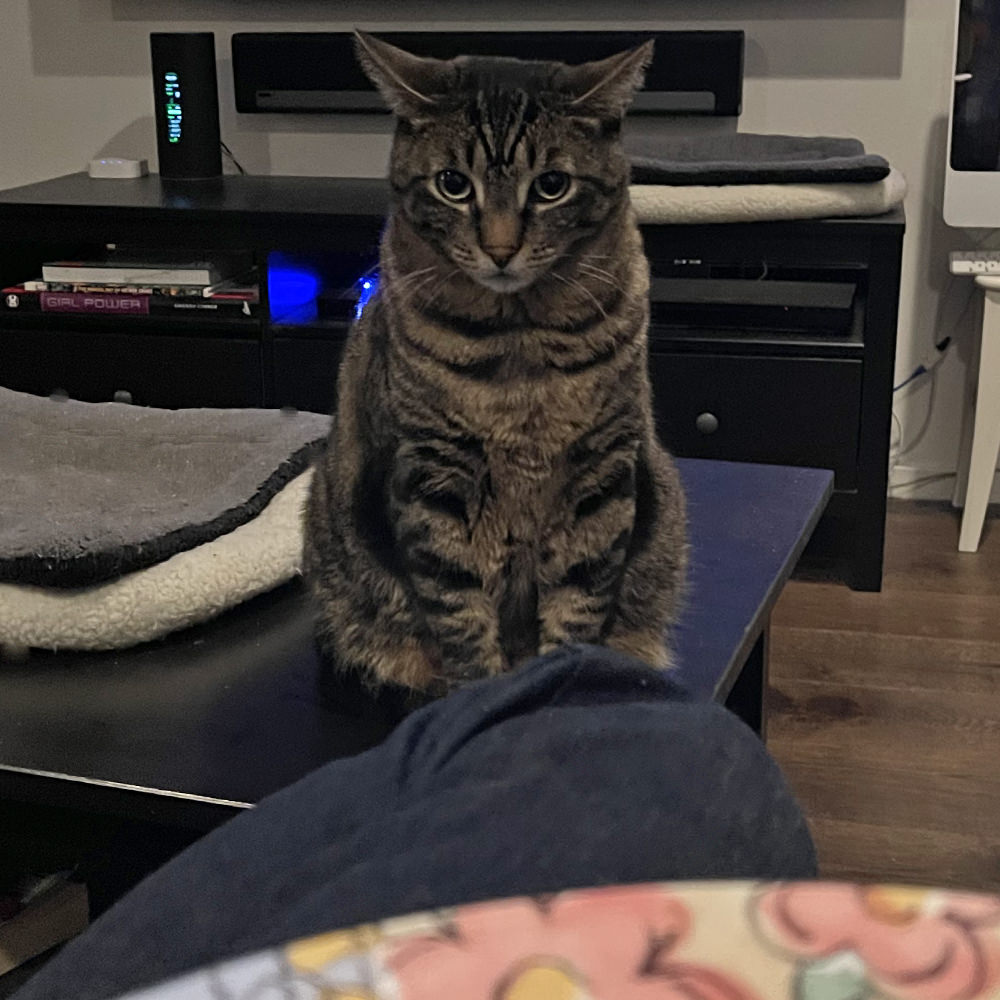 Jake staring at me with owl-ears while I eat.