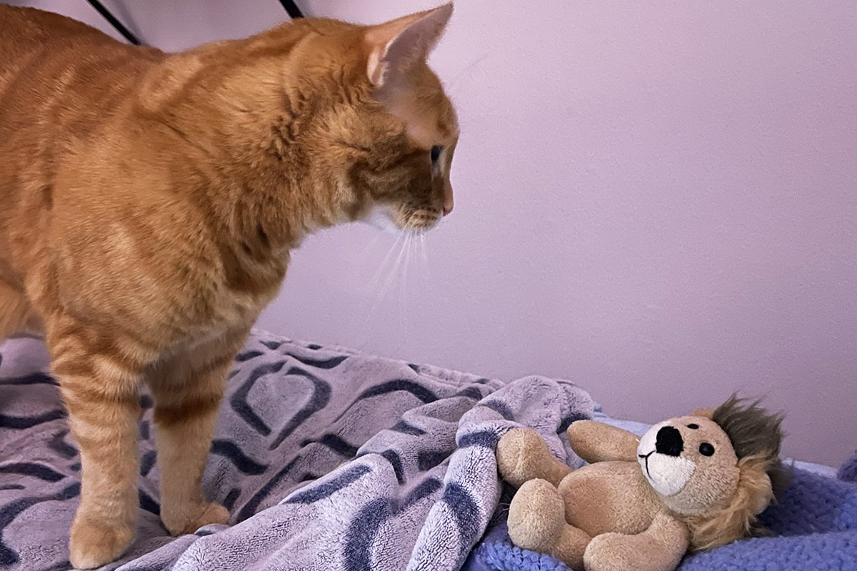 Jenny standing on my bed next to Mufasa the toy lion.