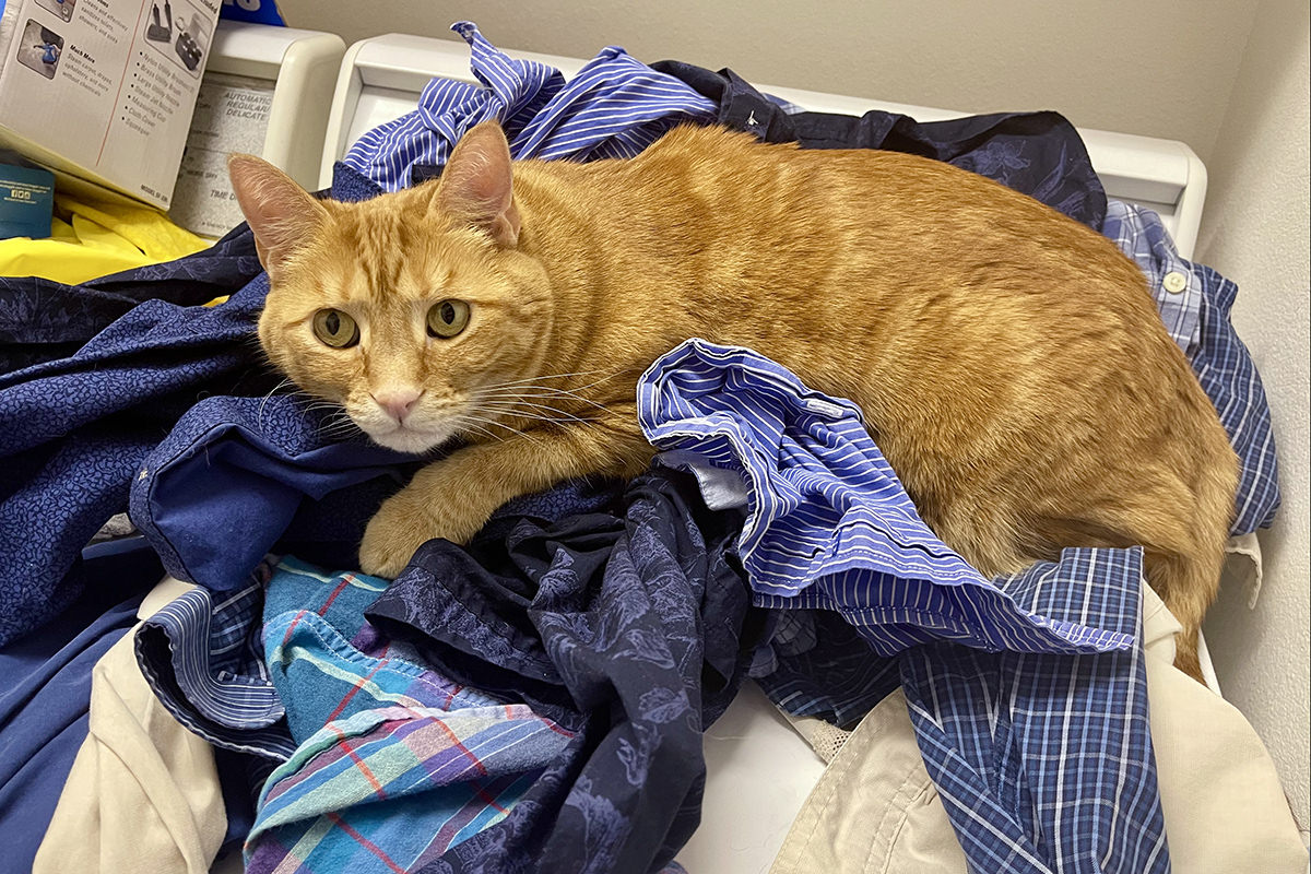 Jenny grabbing my clothes on top of the dryer and looking paranoid about her pile disappearing.