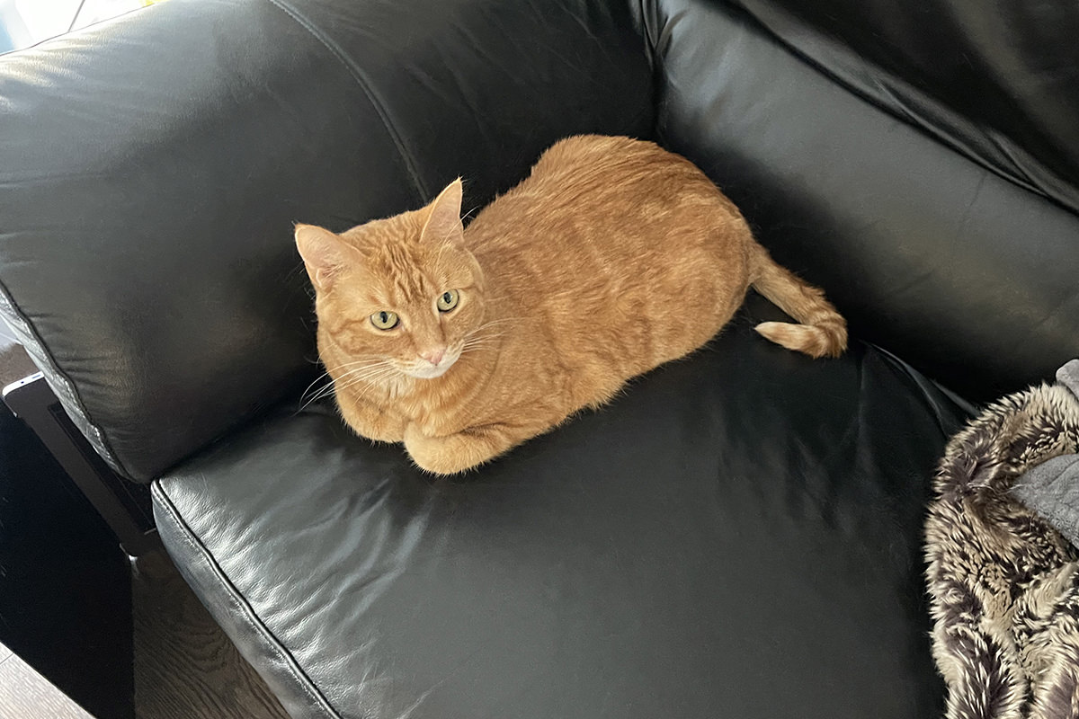 Jenny sitting in my spot on the couch.