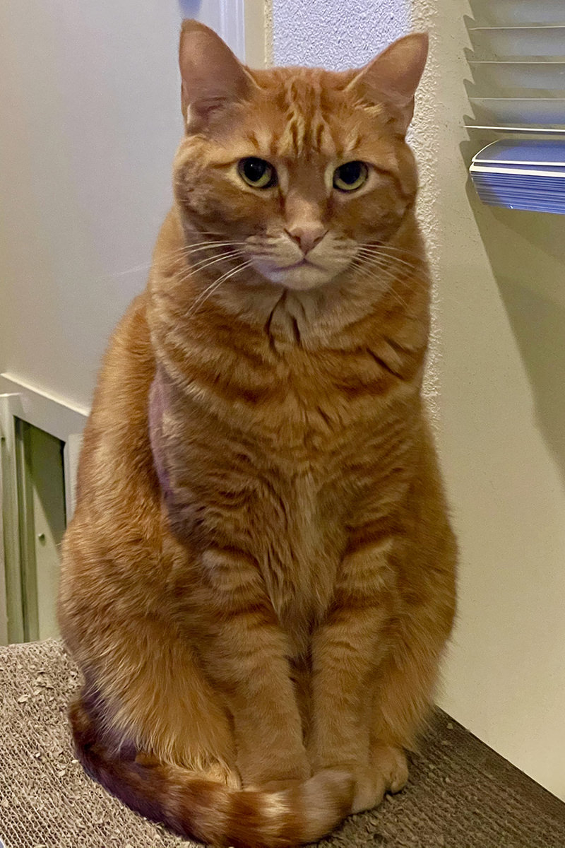 Jenny sits on the cat lounger judging me.