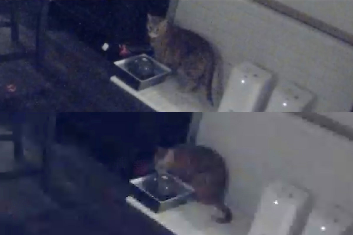 Jenny drinking from the drinking fountain in the dark.