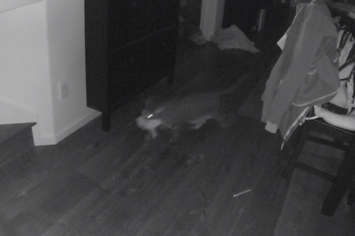 Jake carrying Mufasa upstairs as seen by the security camera.