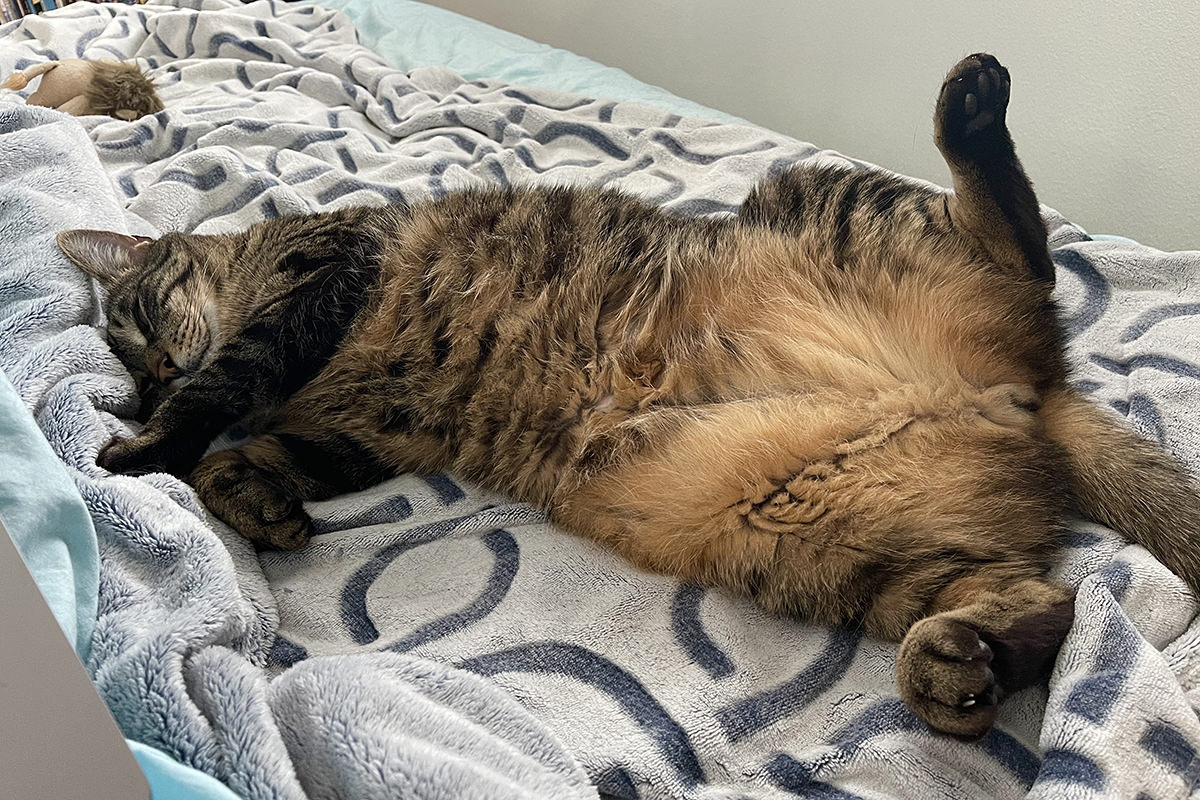 Jake laying on the bed with Mufasa abandoned in the background.