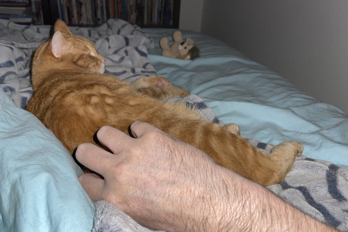 Jenny laying on the bed with Mufasa abandoned in the background.