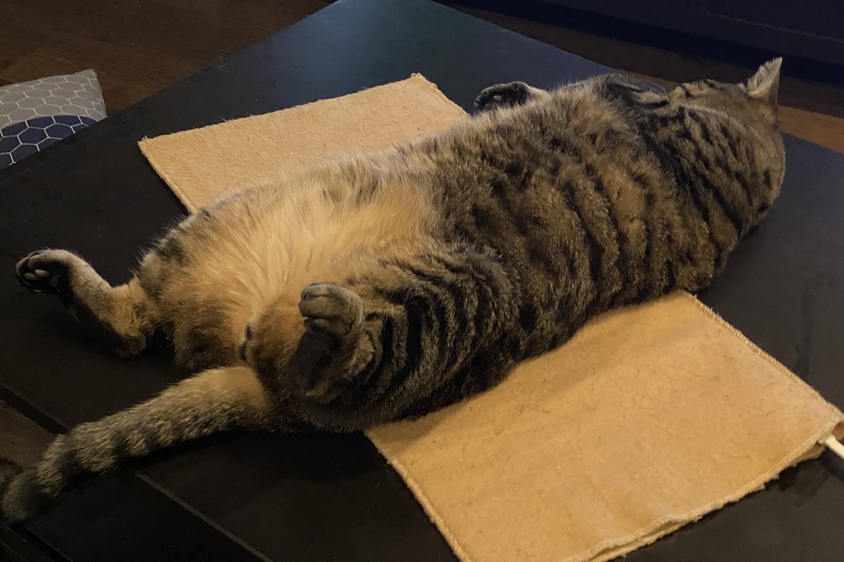 Jake rolling around on a heating pad.