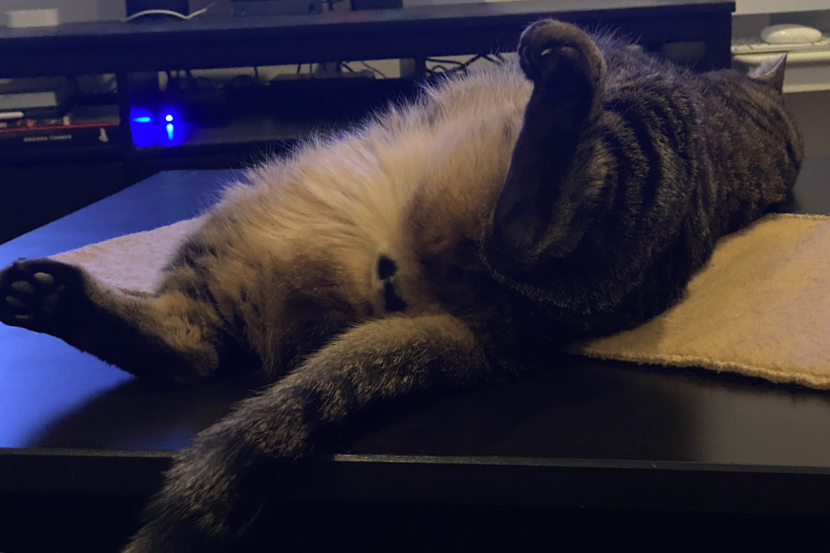 Jake rolling around on a heating pad.