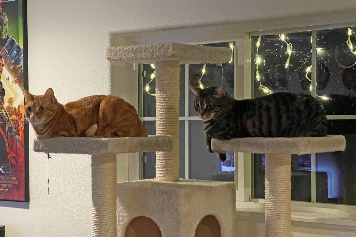 JJake and Jenn in the cat tree.