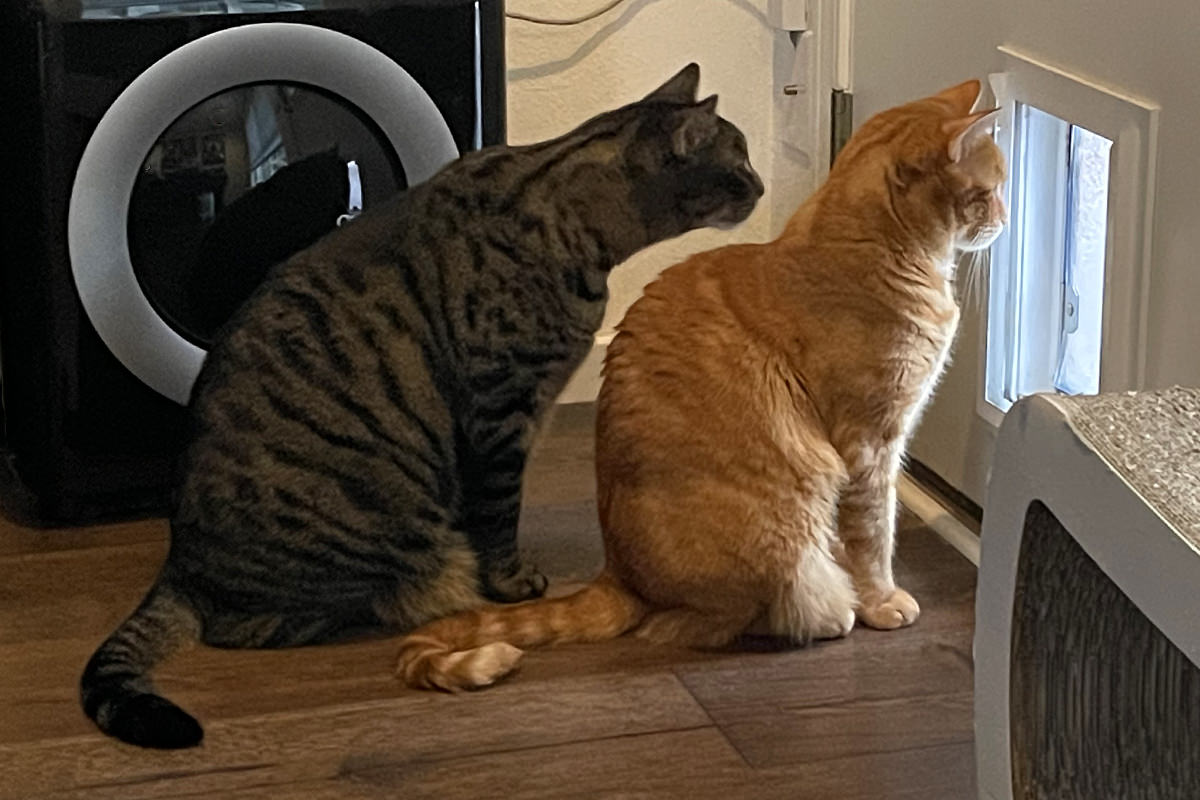 Jake and Jenny looking out the catio door flap together.