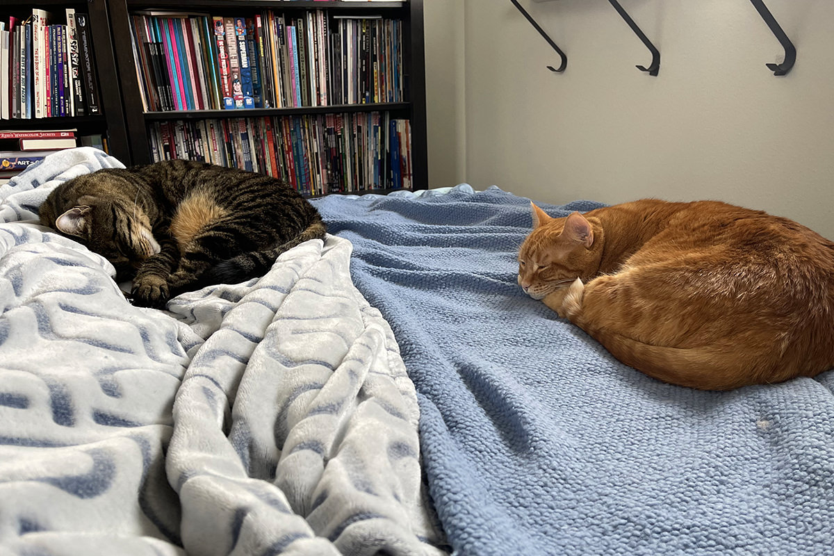 Jake and Jenny lounging with me on the bed.