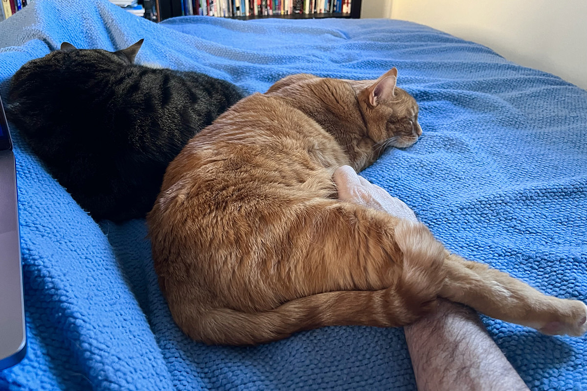 Jake and Jenny laying next to me in bed.