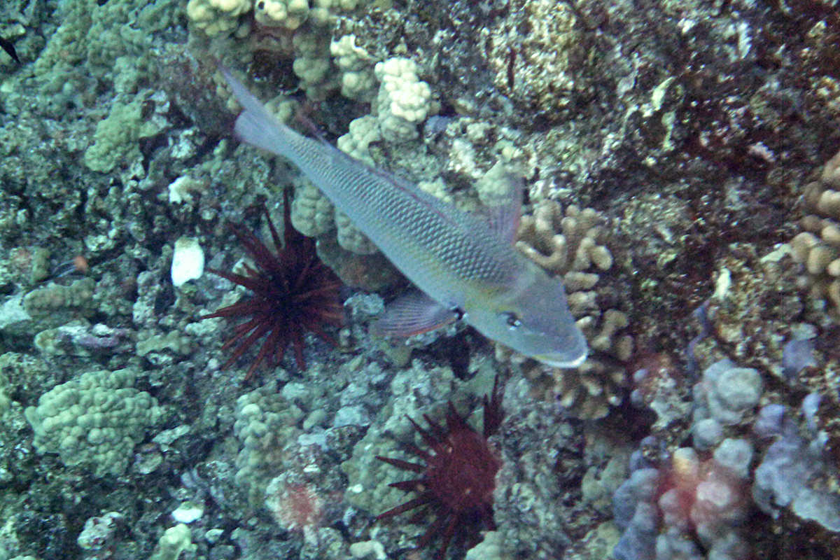 Underwater fishies!