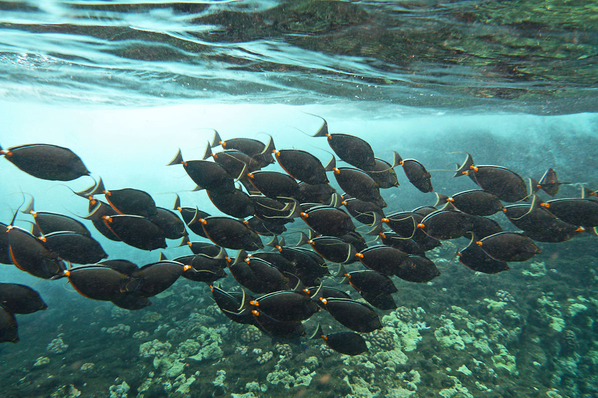 Underwater fishies!