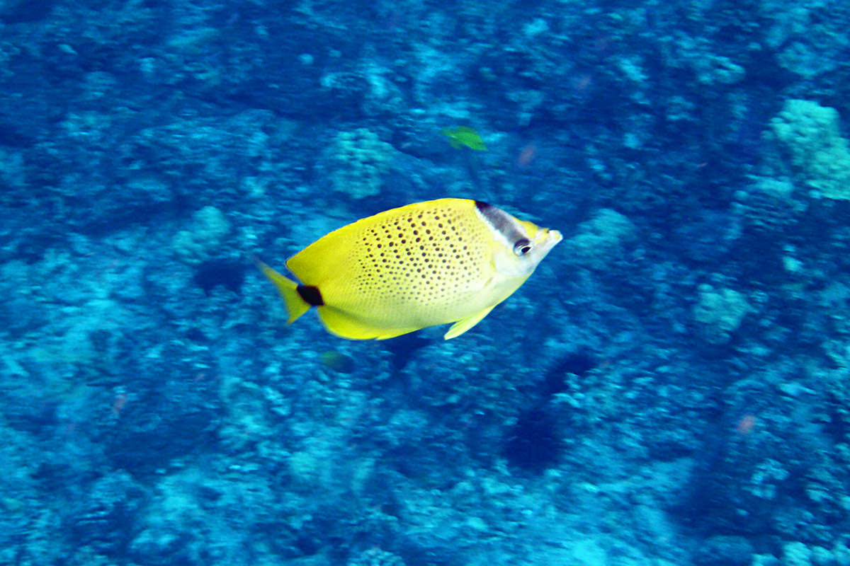 Underwater fishies!