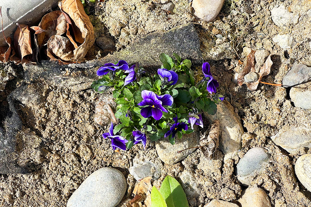 Purple pansies sprouting from 
