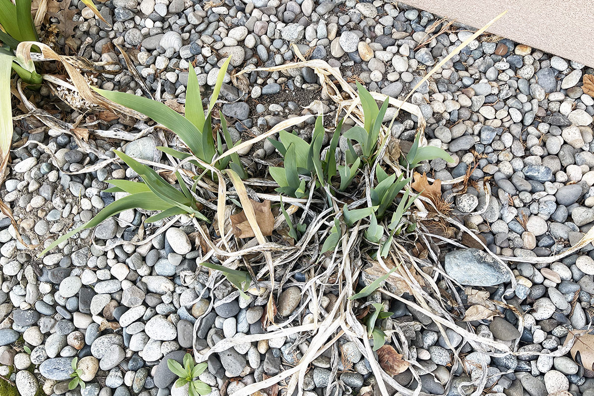 Some green poking up out of dead irises from last year.