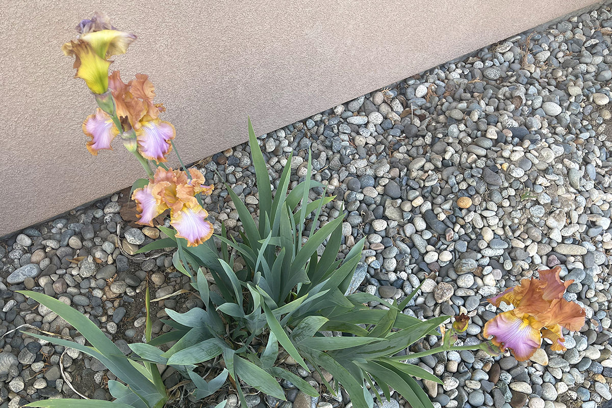 Gorgeous pink/champage/orange irises.