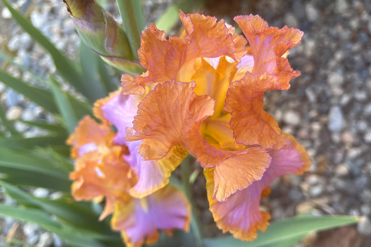 Closeup of a gorgeous pink/champage/orange iris bloom.