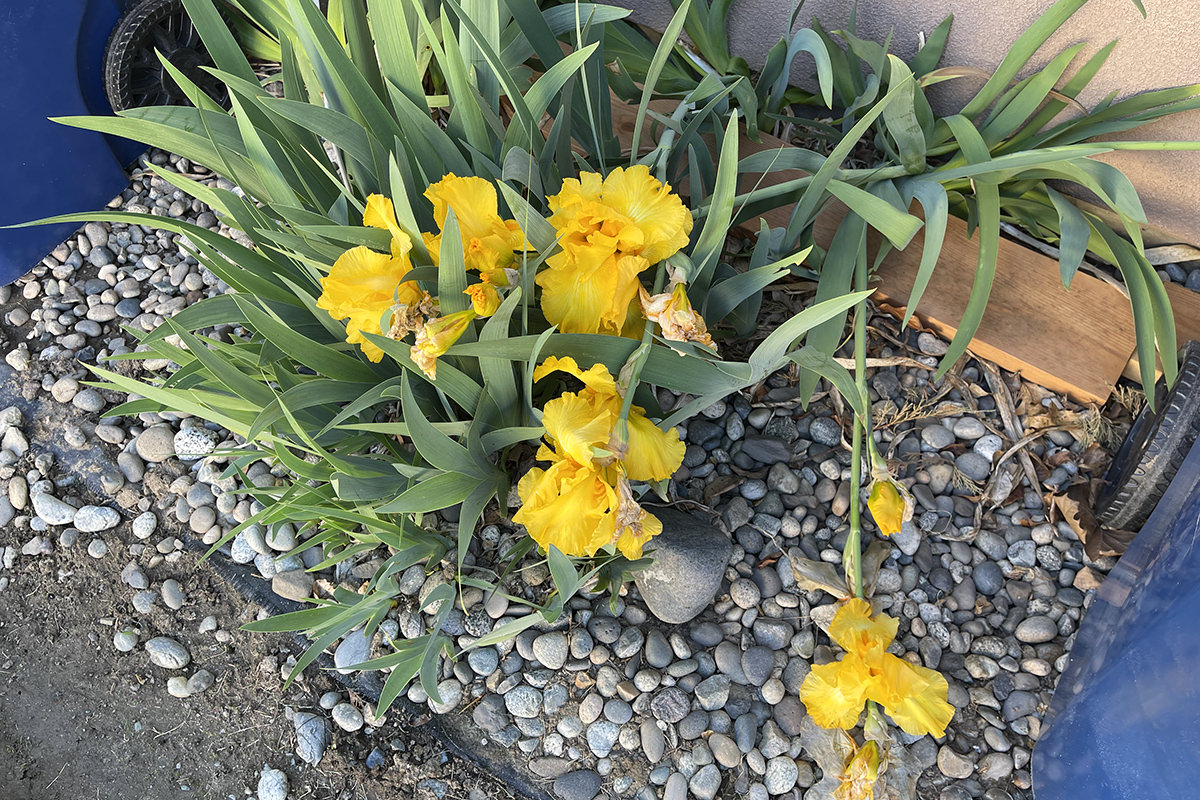 Yellow irises all fallen over and stupid.