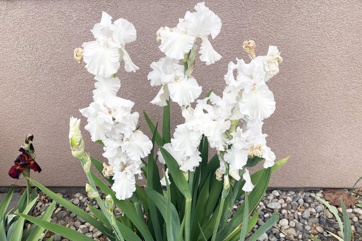 A wall of white irises.