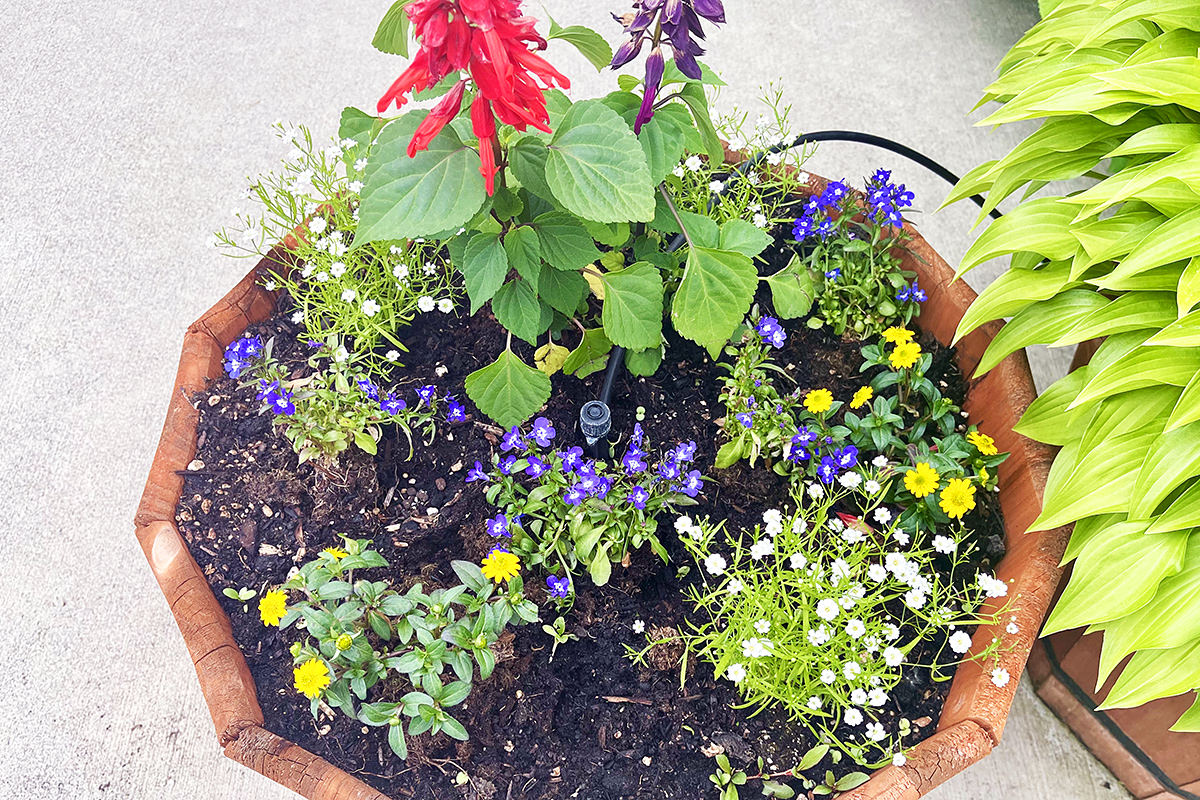 A wooden planter full of freshly-planted flowers.