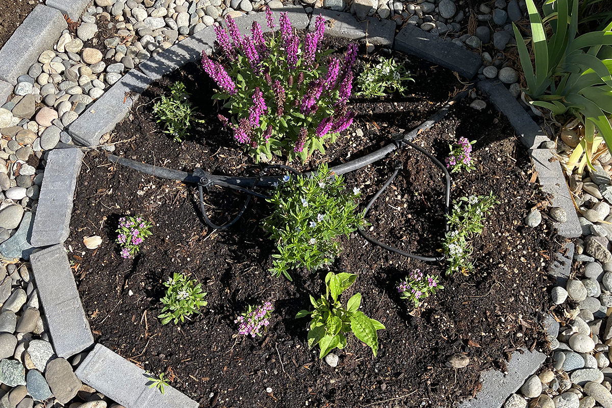 Freshly-planted flowers in my garden.