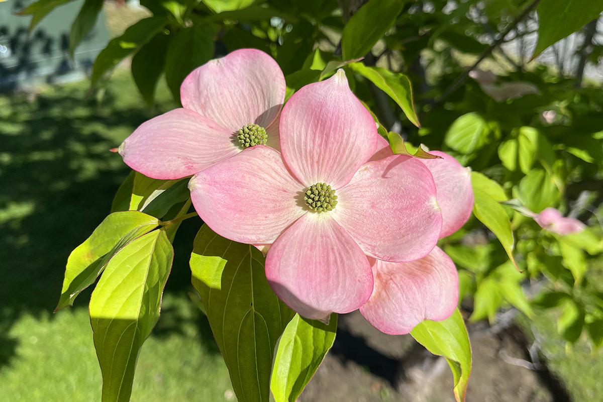 Dogwood blossoms.