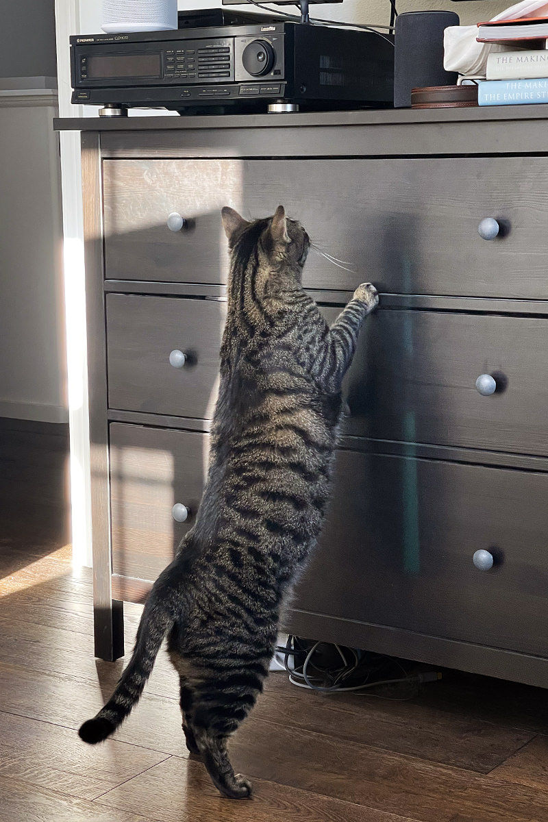 Jake climbing my dresser to get to the Amazon Echo device on top of it!