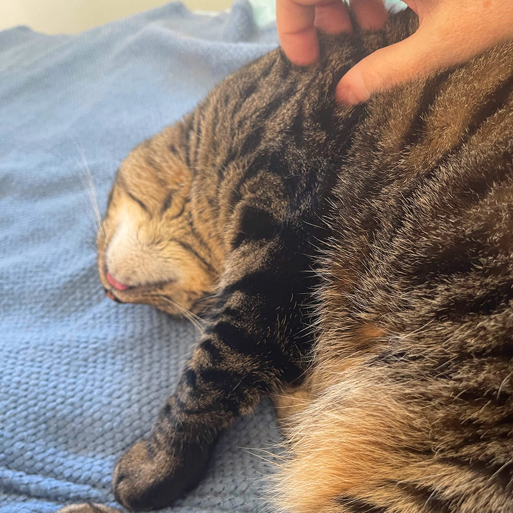 Jake laying next to me getting pets.