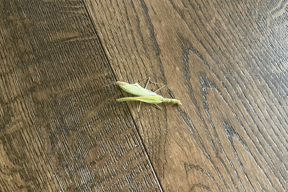 A dead praying mantis on my floor!