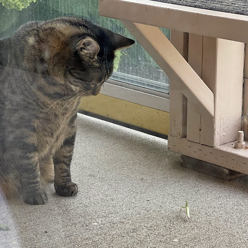 Jake looking down at yet another paying mantis.