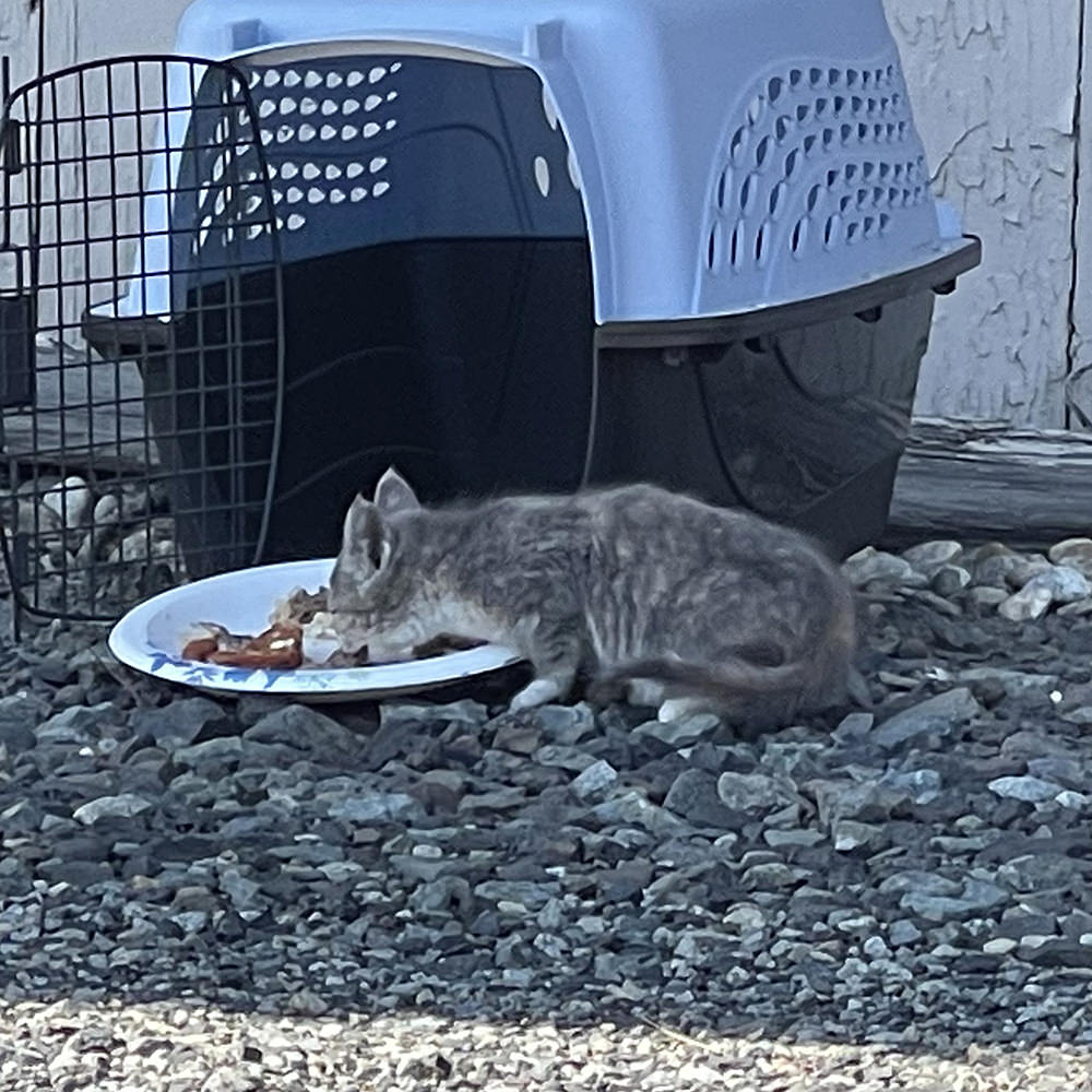 A kitten chowing down.