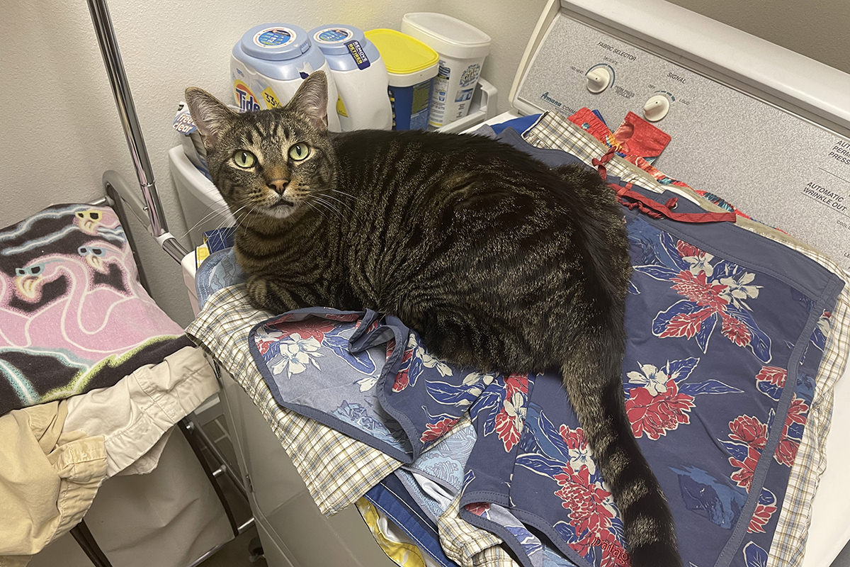 Jake sitting on top of the laundry on top of my dryer.