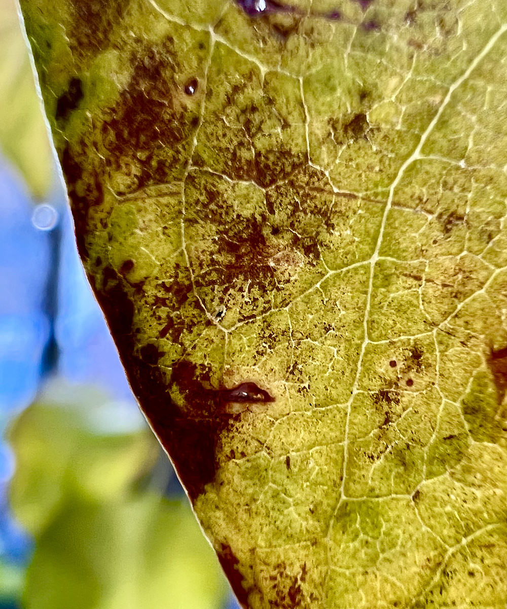 A dying leaf.