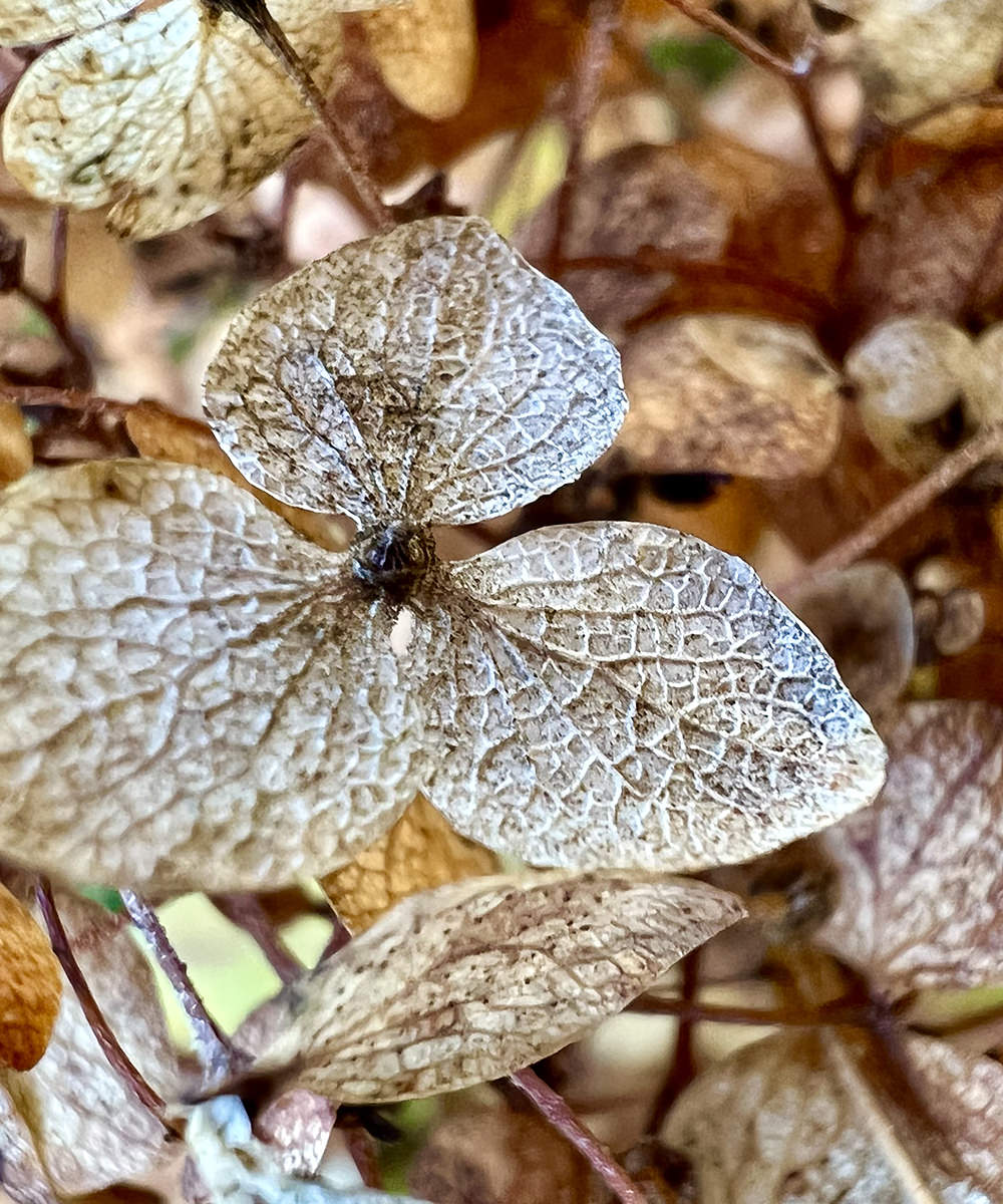 A dead leaf.
