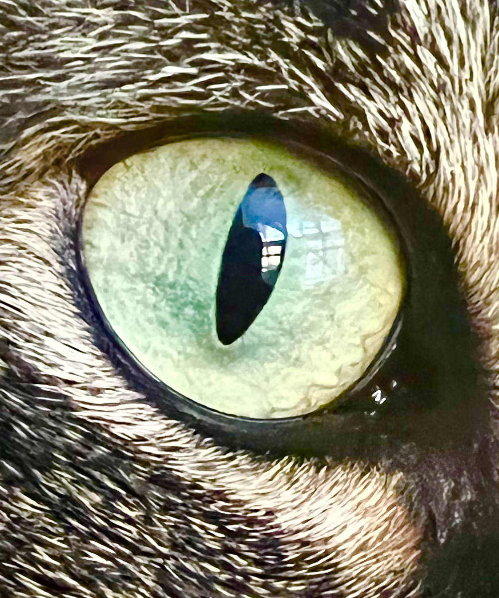 Macro shot of my cat Jake's eye.