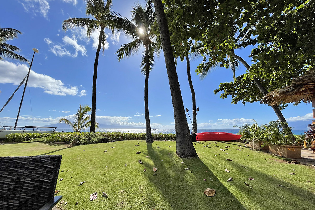 Maui Palms