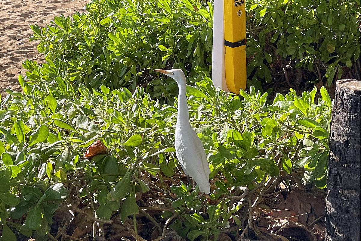 Bird in the Beach Bushes