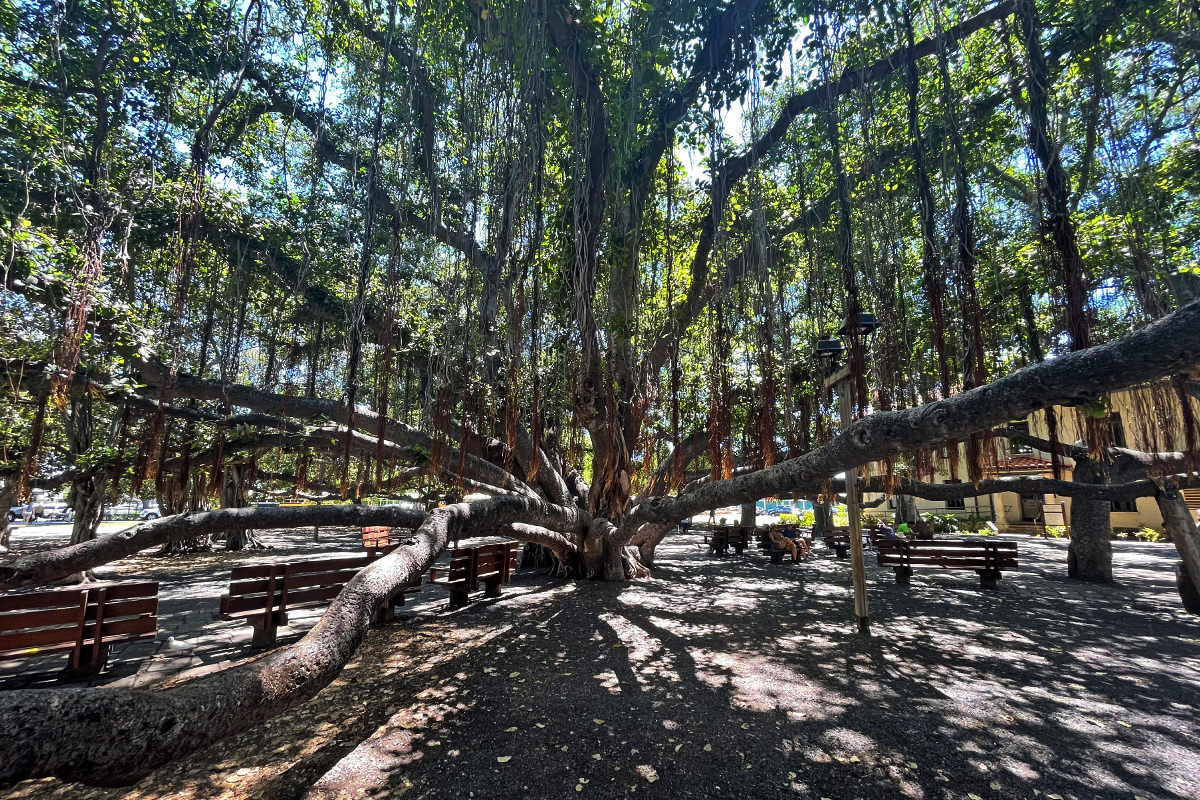 The massive banyan tree in Lahaina.
