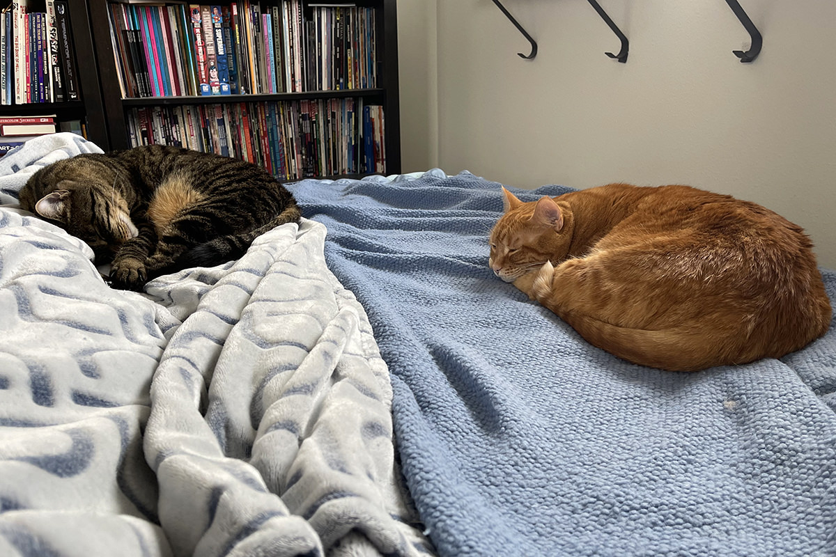 Kitties sleeping with me on the bed.